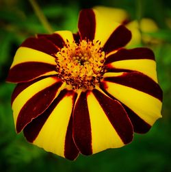 Close-up of yellow flower