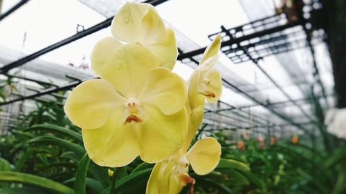 Close-up of yellow flowers