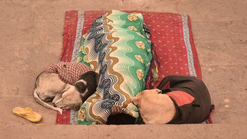 High angle view of dog sleeping on carpet