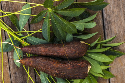 Cassava root and green leaves of the plant on a wooden table in brazil