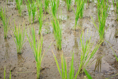 High angle view of bamboo on field