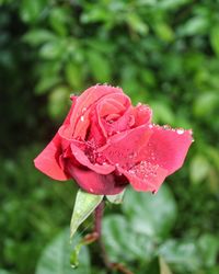 Close-up of wet rose in rain