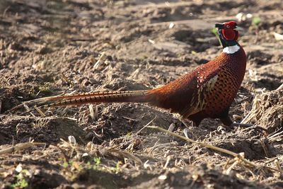 Close-up of a bird on field