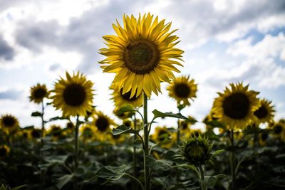Close-up of sunflower on field against sky
