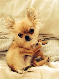 Portrait of chihuahua relaxing on bed at home