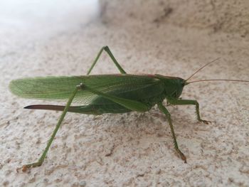 Close-up of grasshopper