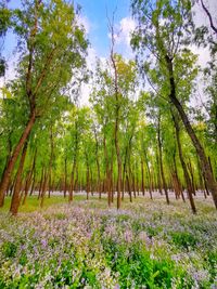 View of flowering trees in forest