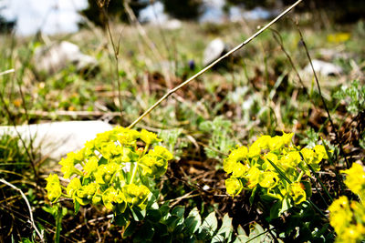 Close-up of yellow insect on plant