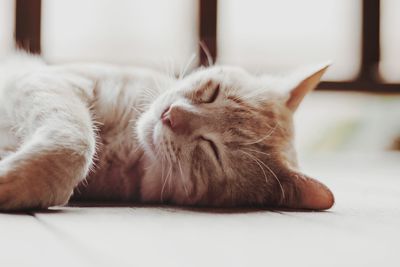 Close-up of a cat sleeping