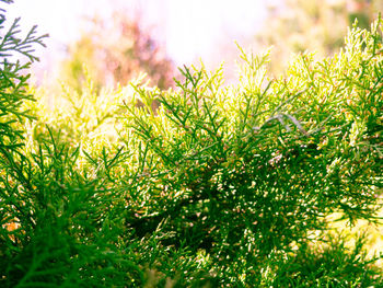 Close-up of plants