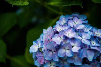 Close-up of purple hydrangea blooming outdoors