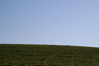 Scenic view of field against clear sky