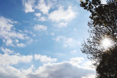 Low angle view of trees against sky