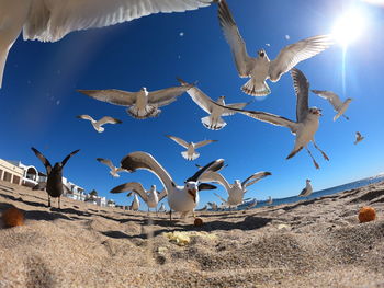 Seagulls flying above land