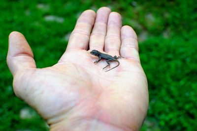 Cropped image of person holding small lizard