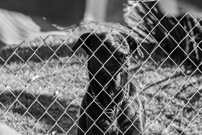 Dog on chainlink fence in farm