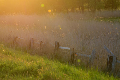 View of sheep on field during sunset