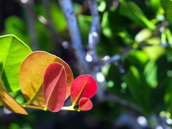 Close-up of red leaves on plant