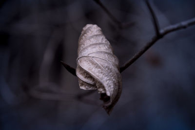 close-up