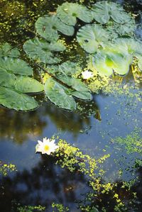 Close-up of water lily in lake