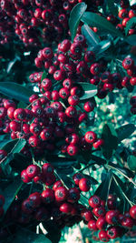 Close-up of red berries growing on tree