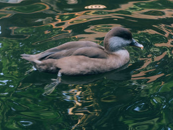 High angle view of duck swimming in lake