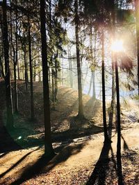 Sun shining through trees in forest