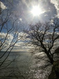 Sun shining through trees