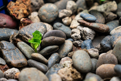 High angle view of stones