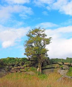 Trees on field against sky