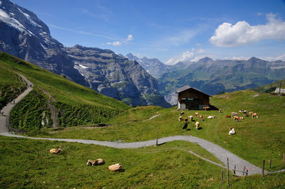 High angle view of road amidst cows on green mountain