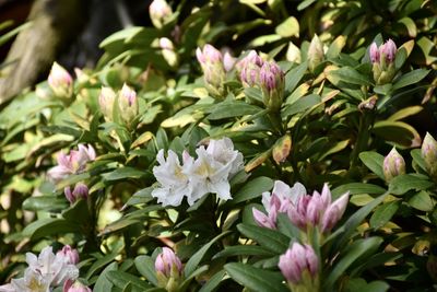 Close-up of pink flowering plant