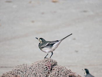 Bird perching on rock