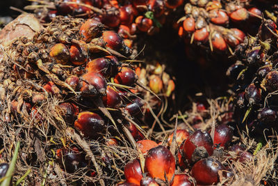 High angle view of fruits