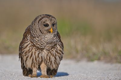 bird