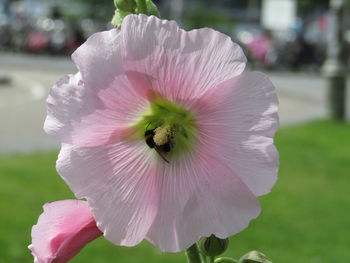 Close-up of pink flower blooming outdoors