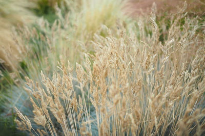 Close up image of golden grass fields