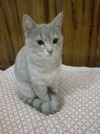 Portrait of cat sitting on floor