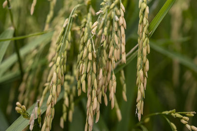 Close-up of crops