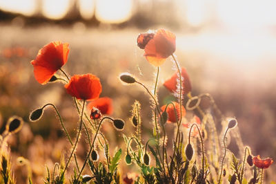 Close-up of flowering plants on field