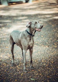 Dog looking away