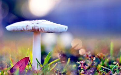 Close-up of mushroom growing outdoors