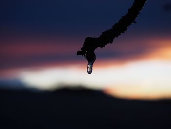 Close-up of frozen drop hanging from plant stem