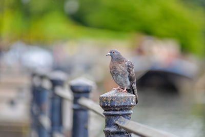 Close-up of pigeon perching on wooden post