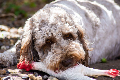 Close-up of dog