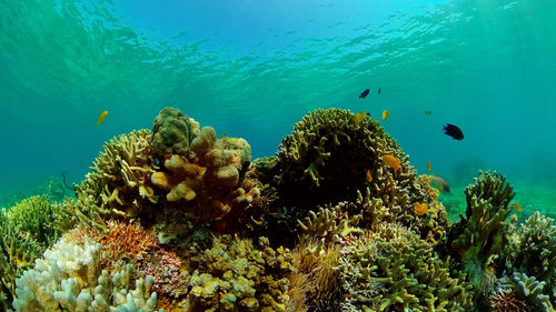 Tropical fishes and coral reef at diving. underwater world with corals and tropical fishes. 