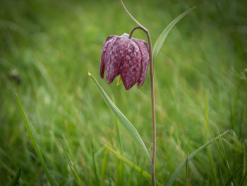 Close-up of flower growing outdoors
