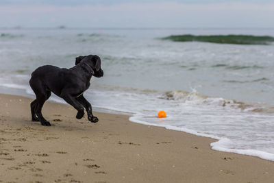 Black dog running by ball in surf at beach