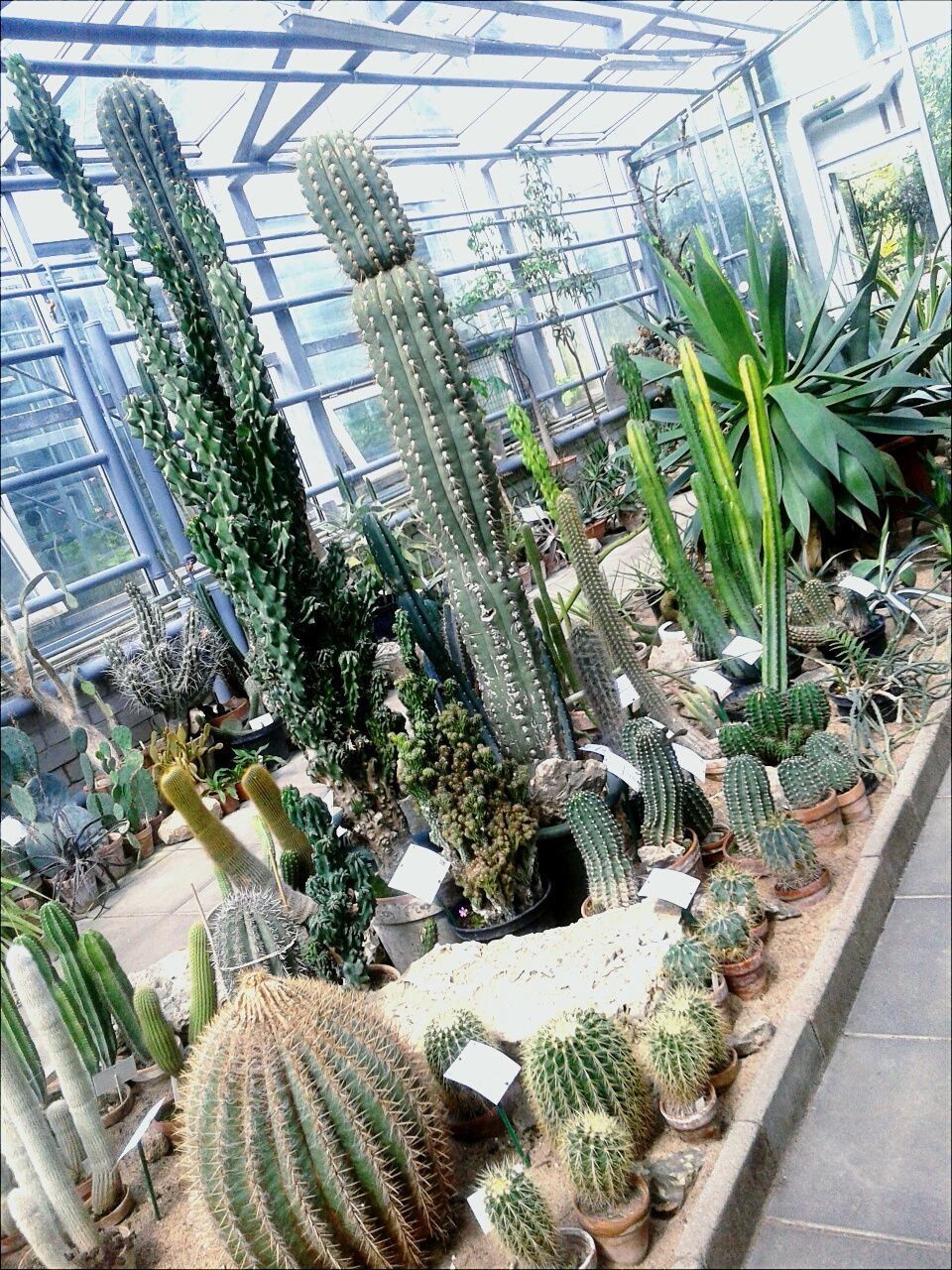 greenhouse, plant, indoors, growth, high angle view, no people, plant nursery, day, nature