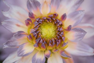 Close-up of flower blooming outdoors